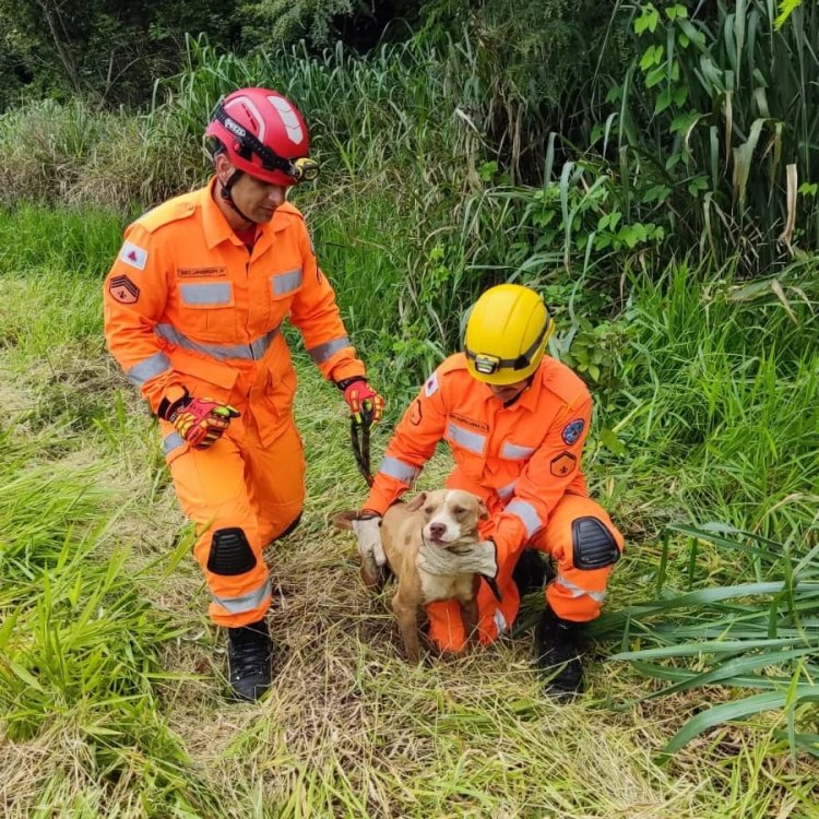 Bombeiros resgatam cachorro em córrego dos Arcos