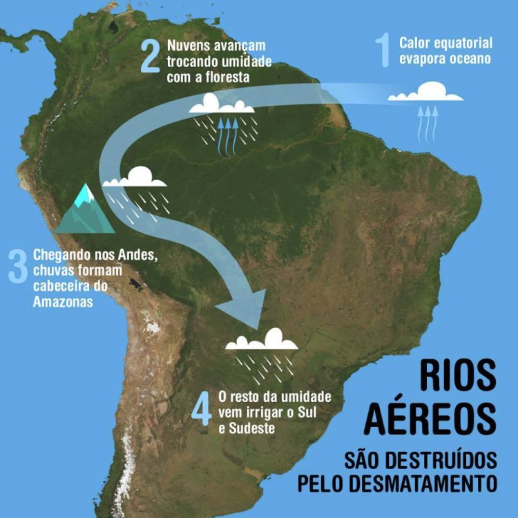 A importância das plantas para o equilíbrio do clima onde vivemos