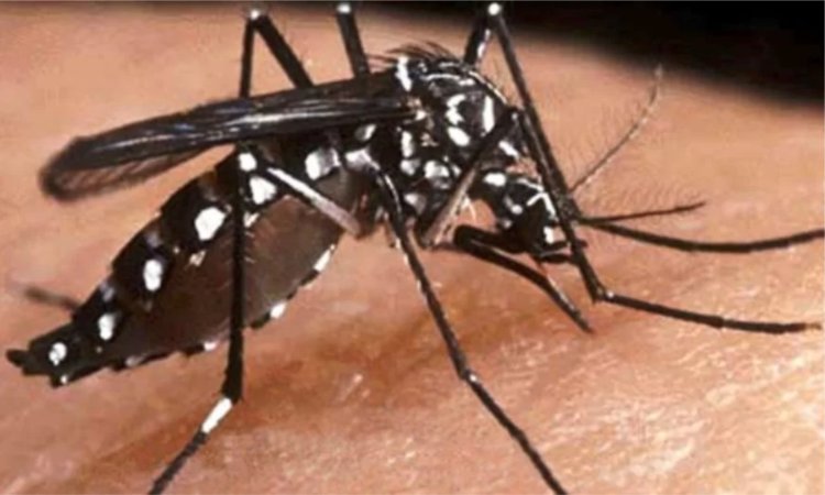 Dengue em Arcos: aumento de casos confirmados é de quase 400%