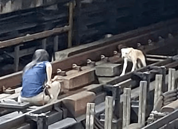 Cão cai em trilhos do Metrô e funcionários e passageiros pulam para salvar animal
