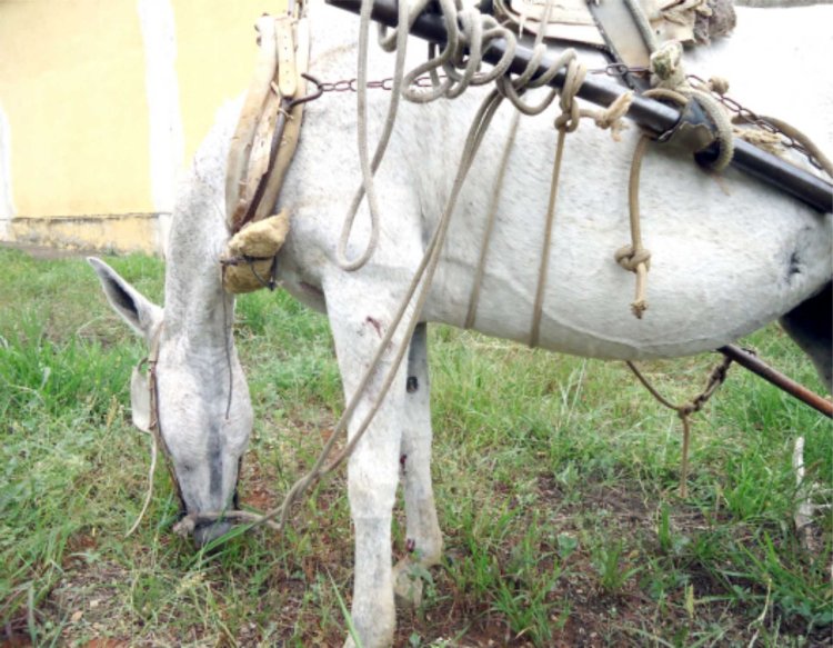 Proprietário do pit bull que atacou mula no bairro Calcita é punido pelo Código de Posturas