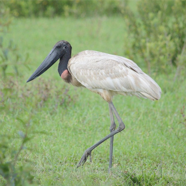 Que bicho é esse? Tuiuiú