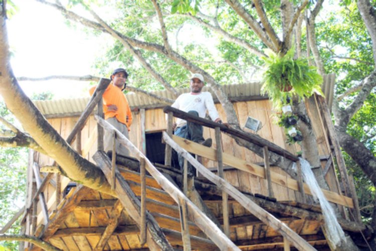 Lavrador mora em casa na árvore que ele mesmo construiu há três meses