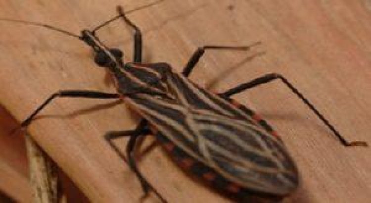 Conscientização sobre o combate à Doença de Chagas