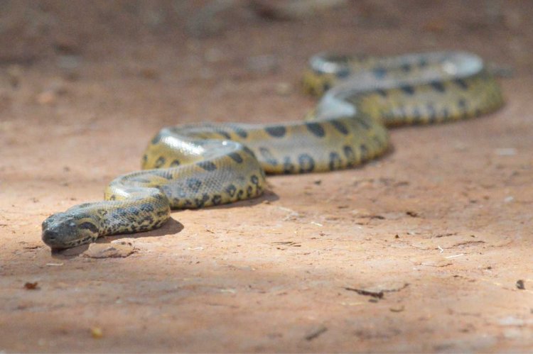 Pantanal mineiro: sucuris do São Francisco