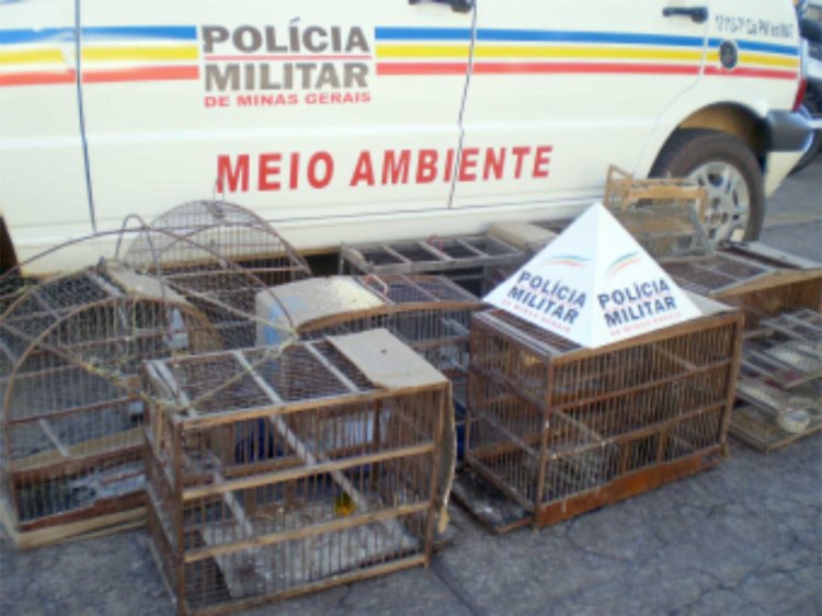 Polícia Ambiental apreende pássaros silvestres mantidos em cativeiro