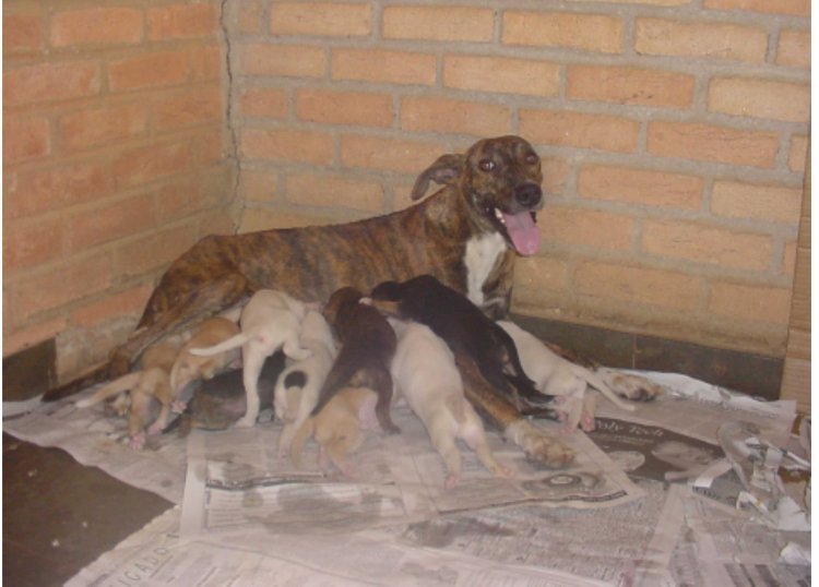 ONG encaminha projeto de castração de animais ao Executivo municipal