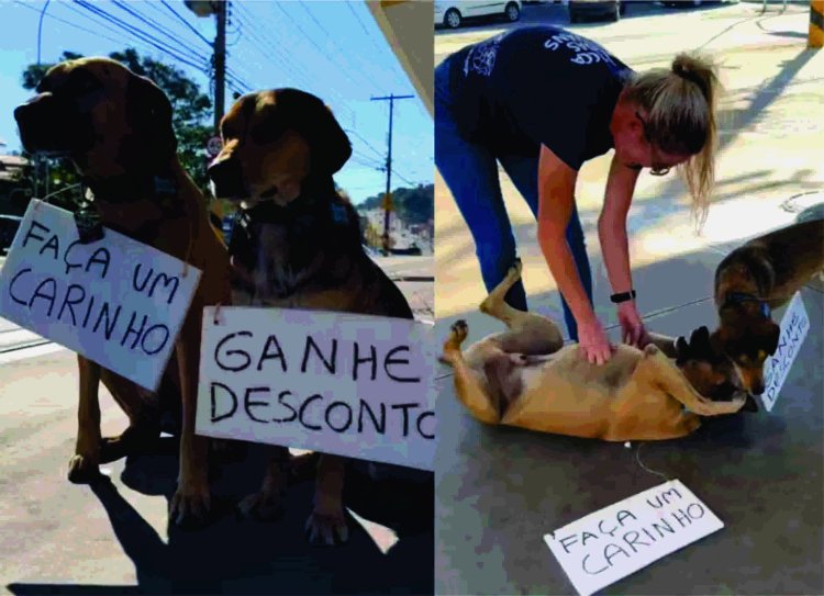 Cachorrinhos “frentistas” de posto trocam carinho por desconto em SP