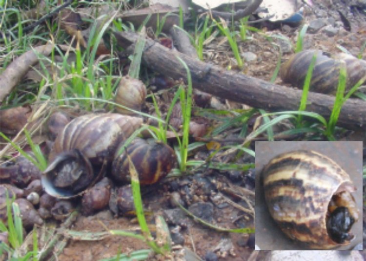 Moradores do bairro Mangabeiras reclamam da infestação de caramujos africanos