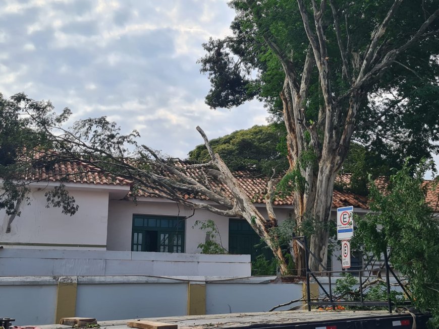 Tempestade com fortes rajadas de vento derrubam mais de 40 árvores em Arcos