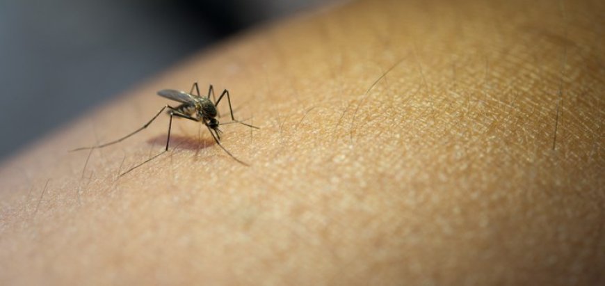 Diagnósticos errados de dengue podem ocultar outras doenças