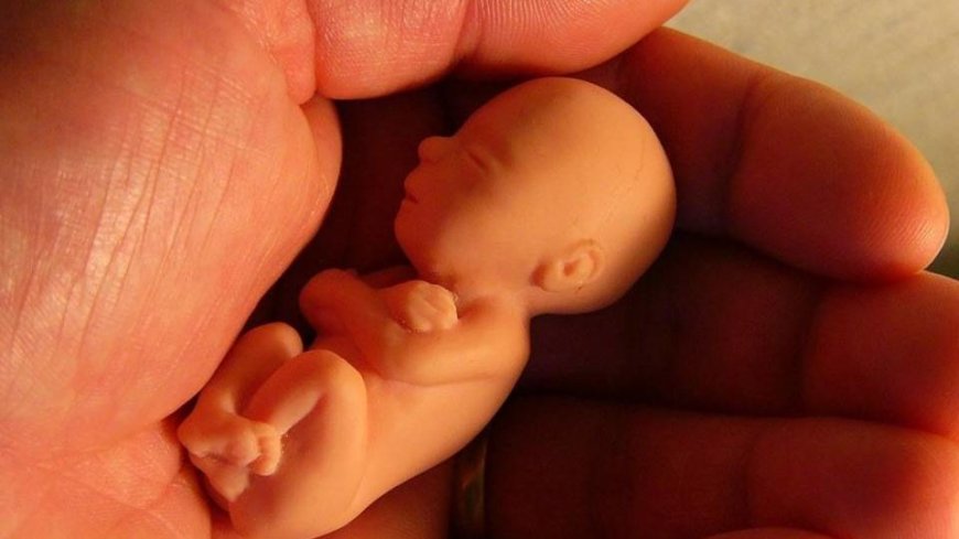 Com mais de 6 milhões de vítimas em 2024, morte por aborto lidera ranking mantido por organização