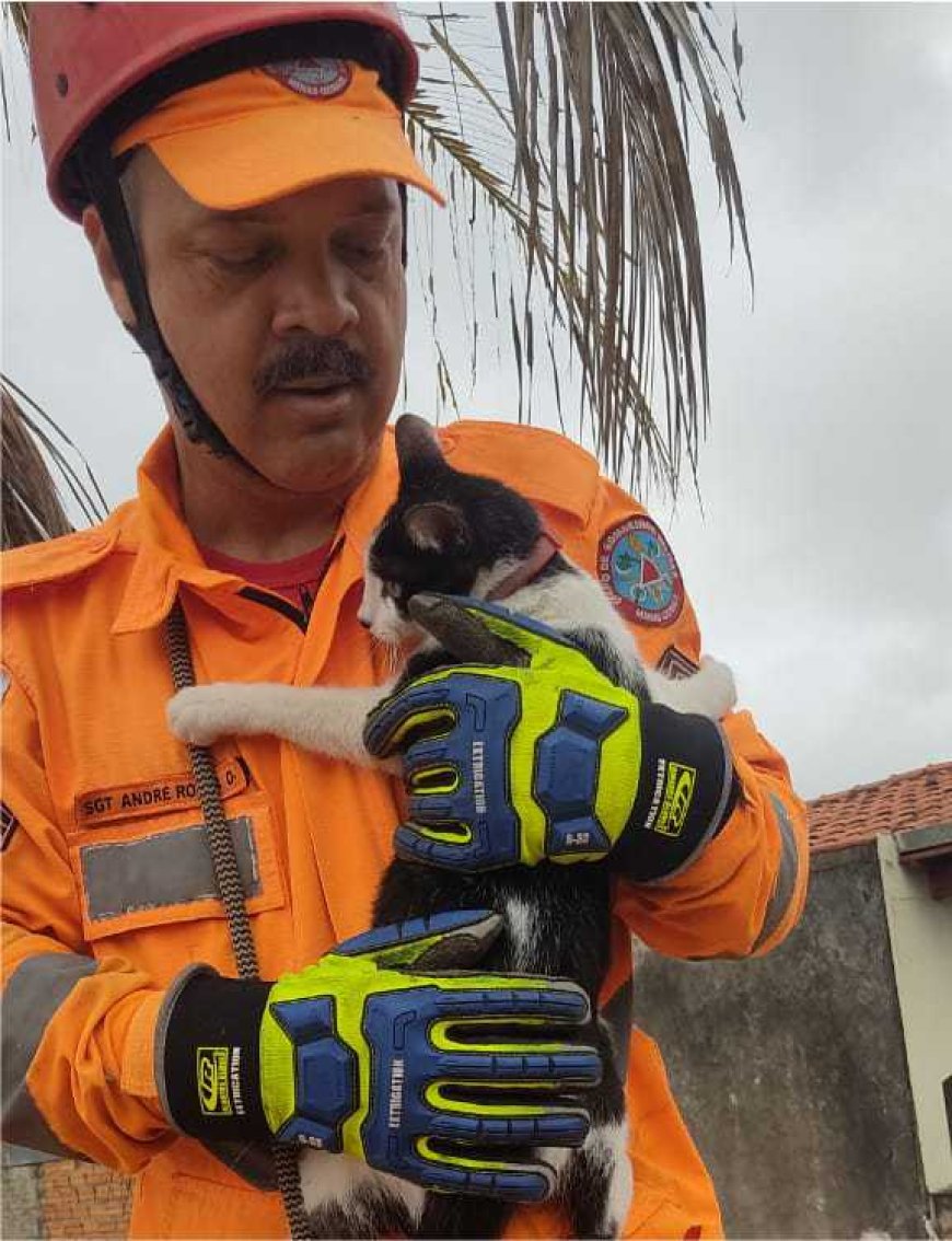 Bombeiros de Arcos Resgatam gato em risco