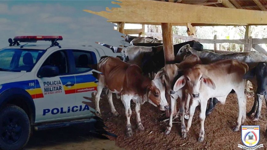 Polícia Militar desmantela quadrilha de furto de gado na região