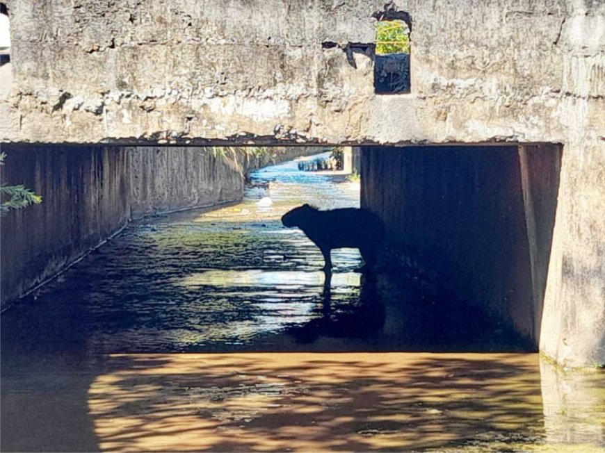 Bombeiros de Arcos resgatam capivara na avenida Sanitária