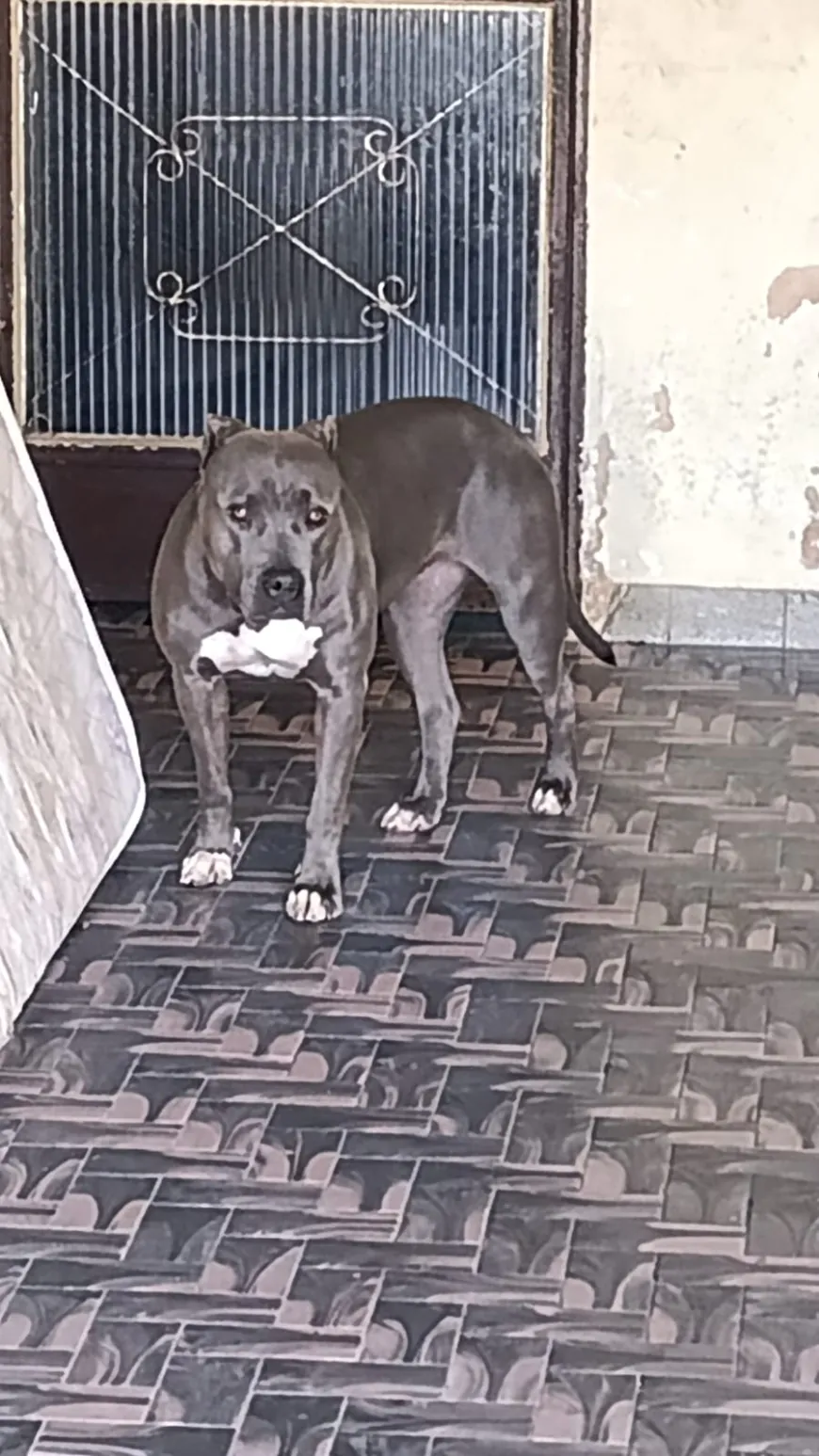 Cão agressivo é contido por bombeiros no bairro Brasília